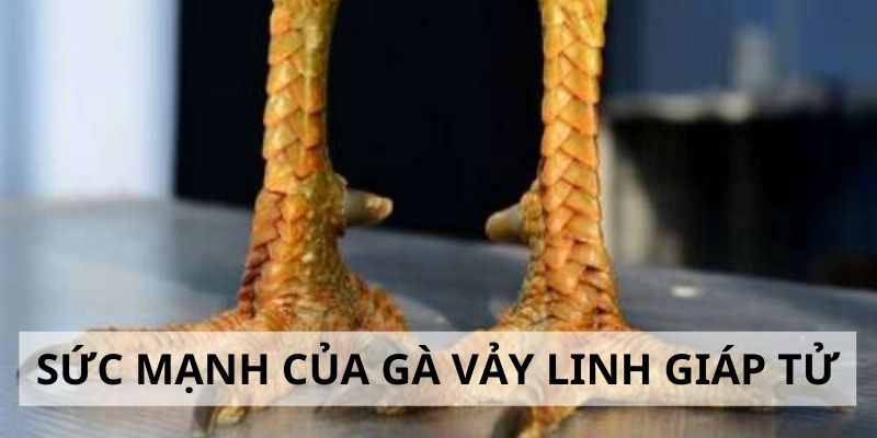 Vảy Linh Giáp Tử - 3 Tiêu Chí Đánh Giá Sức Mạnh Gà Chiến 2 Đánh giá sức mạnh của gà vảy linh giáp tử