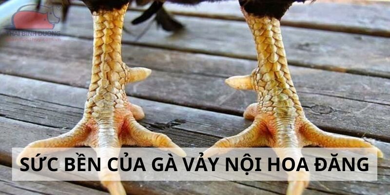 Vảy Nội Hoa Đăng - Đặc Điểm Và Cách Nhận Biết Cực Chuẩn 2024 3 Đánh giá sức bền