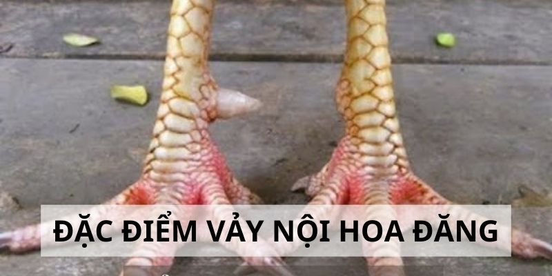 Vảy Nội Hoa Đăng - Đặc Điểm Và Cách Nhận Biết Cực Chuẩn 2024 2 Khám phá đặc điểm của vảy nội hoa đăng