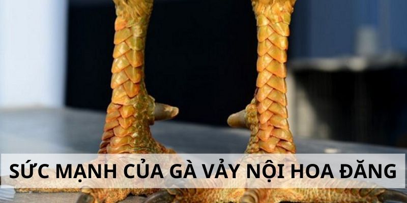 Vảy Nội Hoa Đăng - Đặc Điểm Và Cách Nhận Biết Cực Chuẩn 2024 4 Sức mạnh trong thi đấu của gà chiến