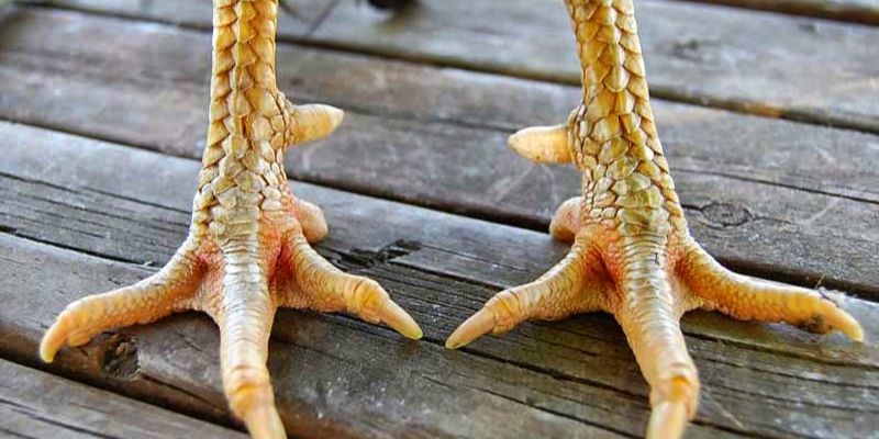 Vảy Gà Vấn Cán - Đặc Điểm Vảy Gà Độc Và Hiếm Nhất 2024 3 Thông tin đặc điểm của vảy gà vấn cán hoành khai