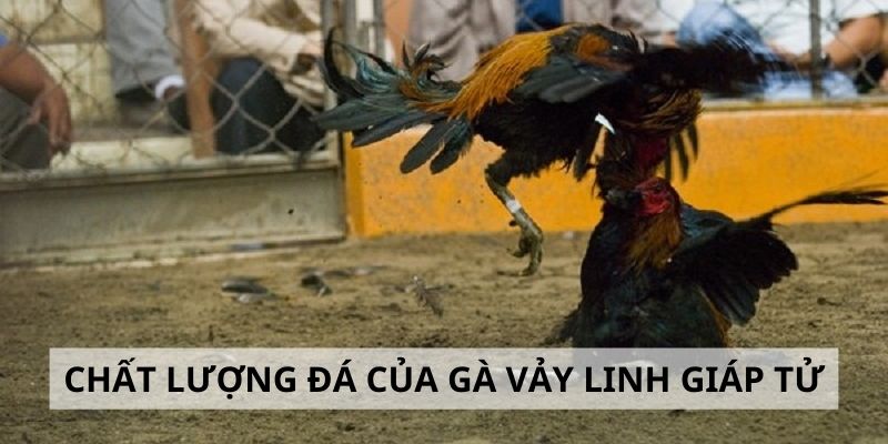 Vảy Linh Giáp Tử - 3 Tiêu Chí Đánh Giá Sức Mạnh Gà Chiến 4 Thực hư chất lượng thi đấu của gà linh giáp tử