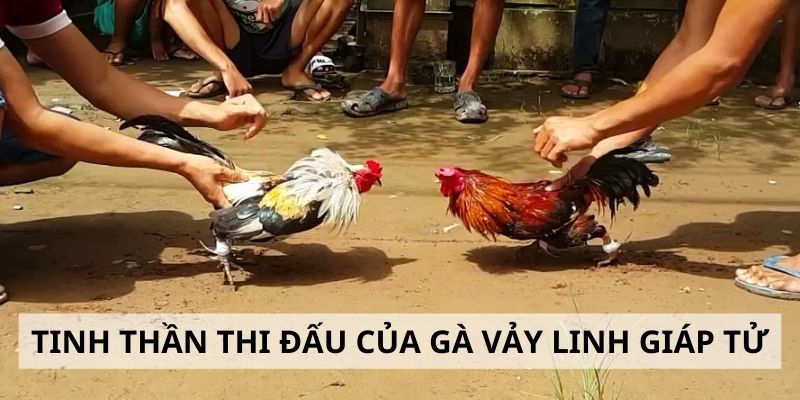 Vảy Linh Giáp Tử - 3 Tiêu Chí Đánh Giá Sức Mạnh Gà Chiến 3 Tinh thần chiến đấu của chiến kê có vảy hiếm
