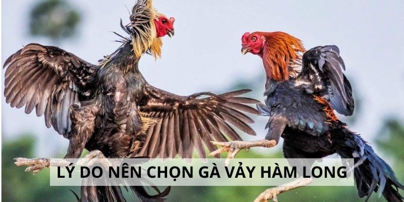 Vảy Hàm Long - 3 Lý Do Nên Chọn Gà Hàm Long Khi Đấu Kê 3 Top 3 lý do nên chọn gà hàm long