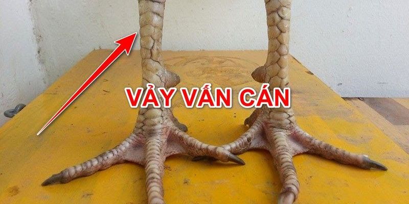 Vảy Gà Vấn Cán - Đặc Điểm Vảy Gà Độc Và Hiếm Nhất 2024 1 Vảy Gà Vấn Cán - Đặc Điểm Vảy Gà Độc Và Hiếm Nhất 2024