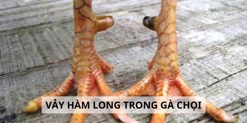Vảy Hàm Long - 3 Lý Do Nên Chọn Gà Hàm Long Khi Đấu Kê 1 Vảy Hàm Long - 3 Lý Do Nên Chọn Gà Hàm Long Khi Đấu Kê