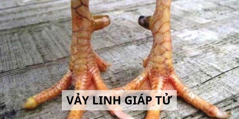 Vảy Linh Giáp Tử - 3 Tiêu Chí Đánh Giá Sức Mạnh Gà Chiến 1 Vảy Linh Giáp Tử - 3 Tiêu Chí Đánh Giá Sức Mạnh Gà Chiến