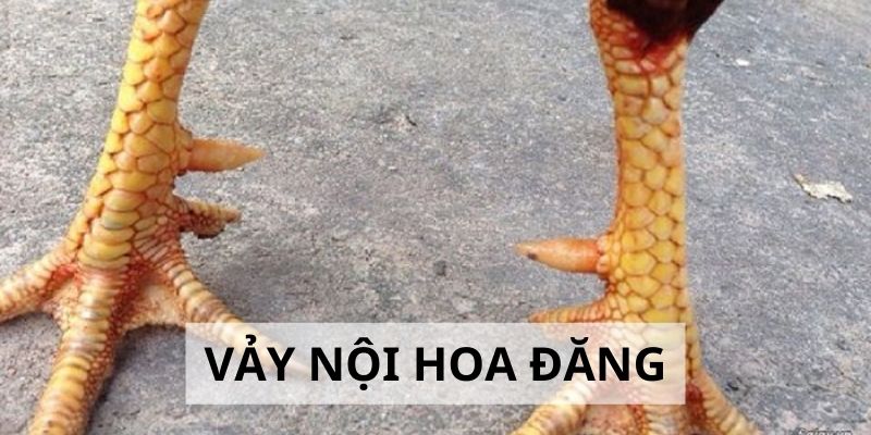 Vảy Nội Hoa Đăng - Đặc Điểm Và Cách Nhận Biết Cực Chuẩn 2024 1 Vảy Nội Hoa Đăng - Đặc Điểm Và Cách Nhận Biết Cực Chuẩn 2024
