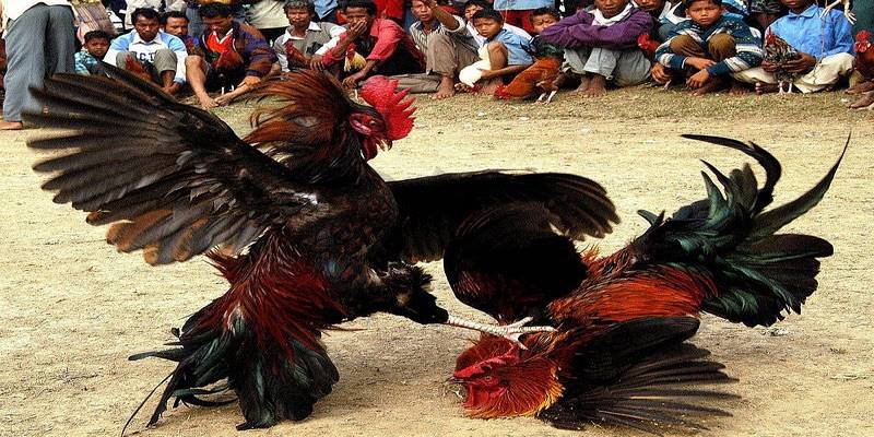 Đá Gà Cựa Sắt - Trải Nghiệm Trận Đấu Kịch Tính Kinh Điển 2 Các trận chọi gà được tường thuật trực tiếp với chất lượng hình ảnh full HD