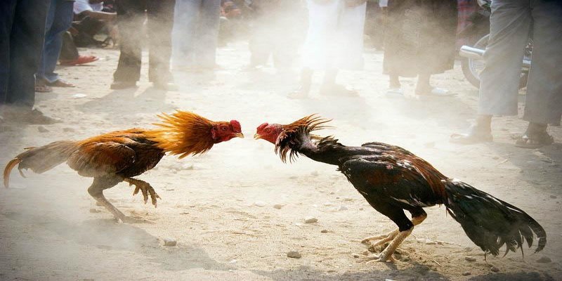 Đá Gà Cựa Sắt - Trải Nghiệm Trận Đấu Kịch Tính Kinh Điển 1 Đá gà cựa sắt là hình thức giải trí hấp dẫn thu hút nhiều người chơi