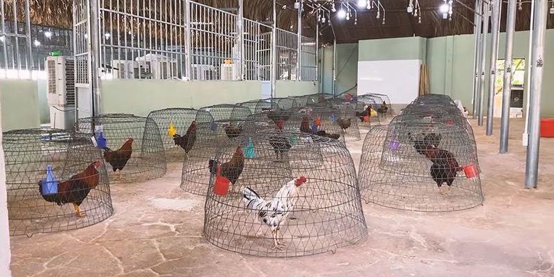Tổng Hợp Thuật Ngữ Đá Gà Chi Tiết Và Đầy Đủ Nhất 2024 5 Kiến thức chăm sóc gà chiến chuẩn