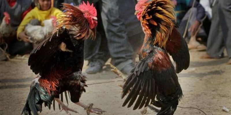 Luật Đá Gà Miền Nam - Những Điều Dân Chơi Cần Biết 1 Quy định về đá gà ở miền Nam