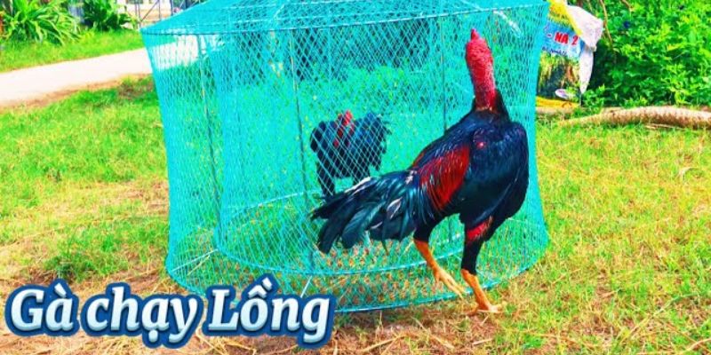 Tổng Hợp Thuật Ngữ Đá Gà Chi Tiết Và Đầy Đủ Nhất 2024 3 Thuật ngữ đá gà tập luyện chạy lồng
