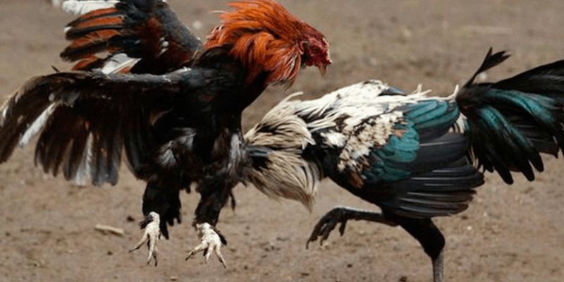 Luật Đá Gà Miền Nam - Những Điều Dân Chơi Cần Biết 2 Ưu điểm của quy định đá gà ở miền Nam